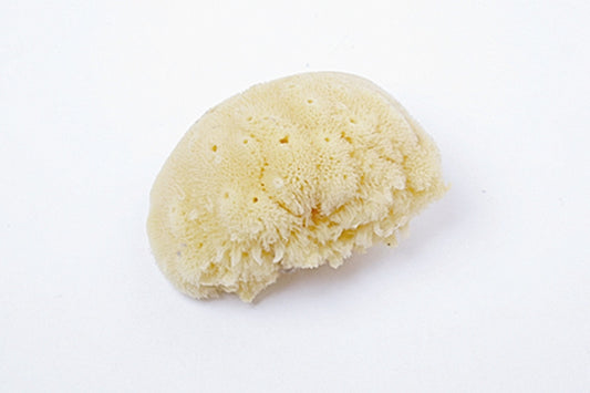 BASS Large Natural Bath Sea Sponge