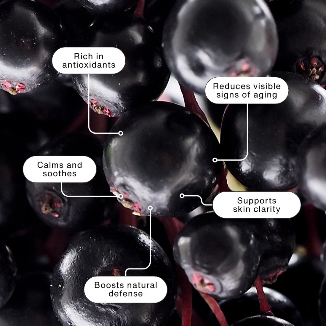 Zion Health - Elderberry Holiday Bundle