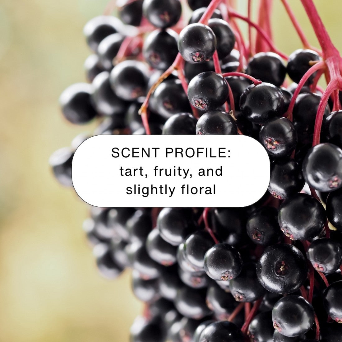 Zion Health - Elderberry Holiday Bundle